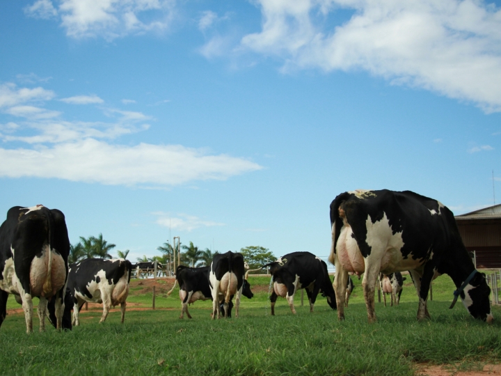 Projeto ampliará acesso à inseminação artificial para produtores de leite