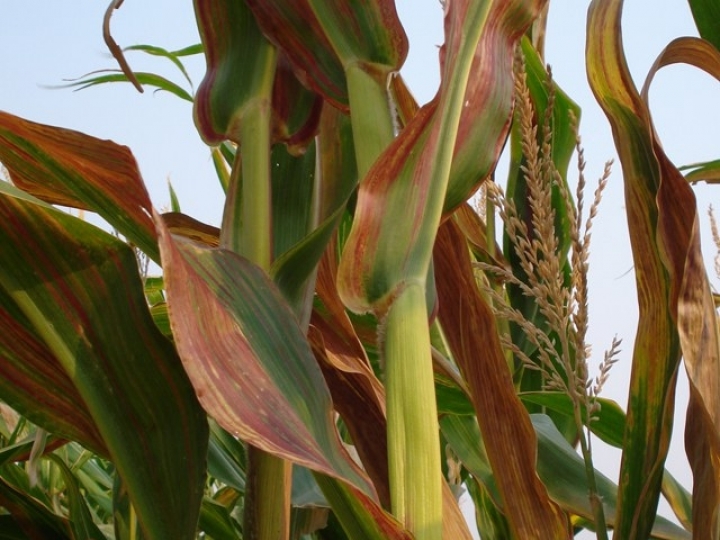 Governo e setor avaliam ocorrência da cigarrinha e enfezamentos do milho em Mato Grosso