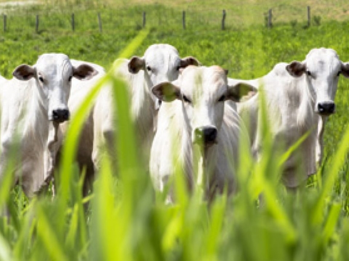 Raiva: pecuarista deve estar atento aos sintomas e às evidências