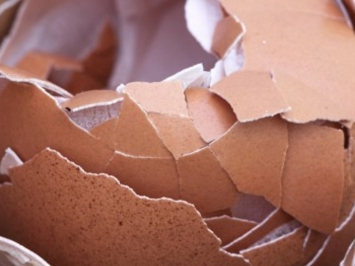 Casca de ovo é matéria-prima para nova geração de preenchedores dérmicos