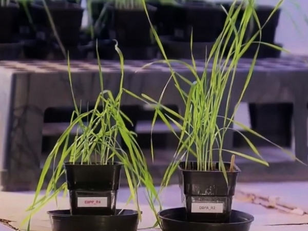 Bioensaio - Foto: Rodrigo Mendes - Embrapa