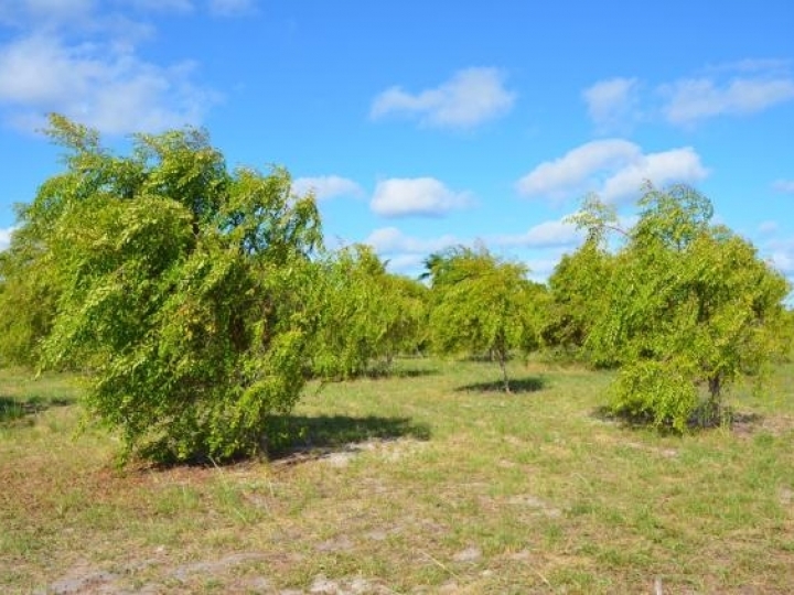 Embrapa coletará mangabas para conservação genética