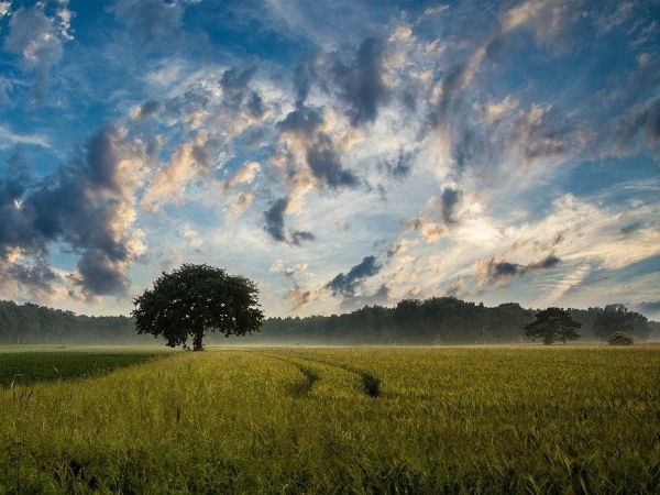 Divulgação: Pixabay