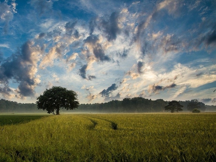 Agro pode ajudar Brasil a atingir acordo estabelecido na COP 26