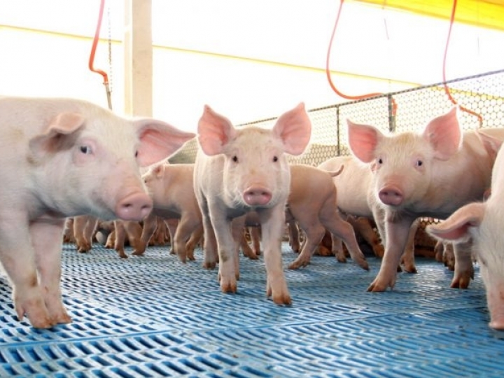 Como a tulatromicina pode ajudar suínos em fases de transição nas granjas