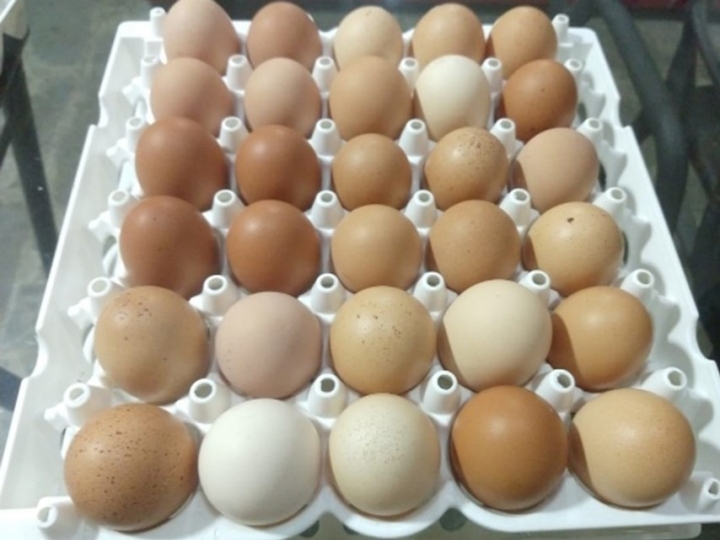 Pesquisa elabora método de manipulação segura de ovos em pequenas produções