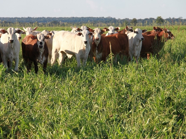 Área com sistemas lavoura-pecuária em Mato Grosso ultrapassa 2,6 milhões de hectares