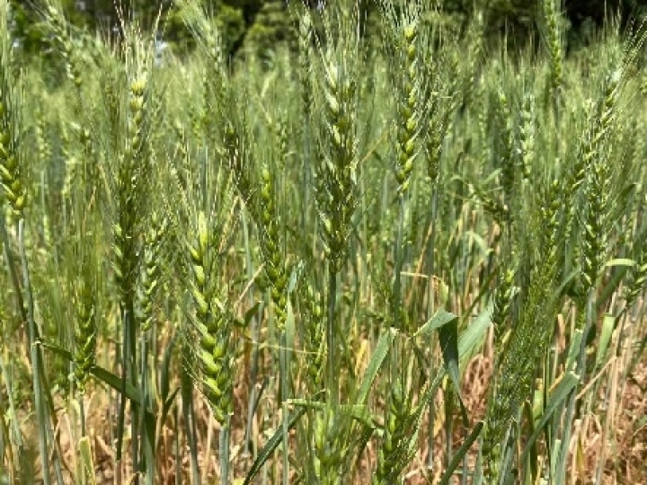 Trigo no Cerrado de Roraima tem seu potencial demonstrado pela primeira vez na Embrapa Roraima