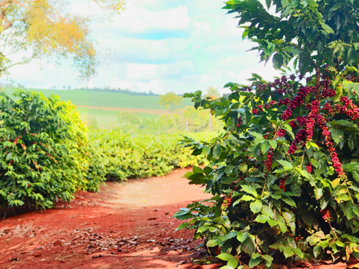 Cafeicultor: saiba a importância de controlar o ciclo do bicho mineiro 