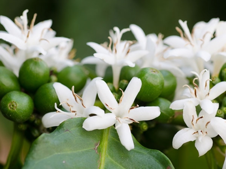 Com abortamento da florada de café, especialista em cafeicultura busca ajudar agricultores