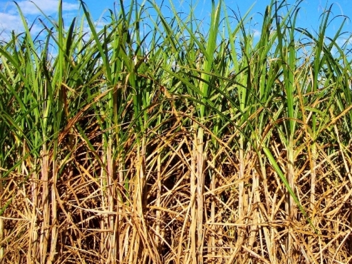 Inovação em nutrição de solo beneficia produção de cana-de-açúcar