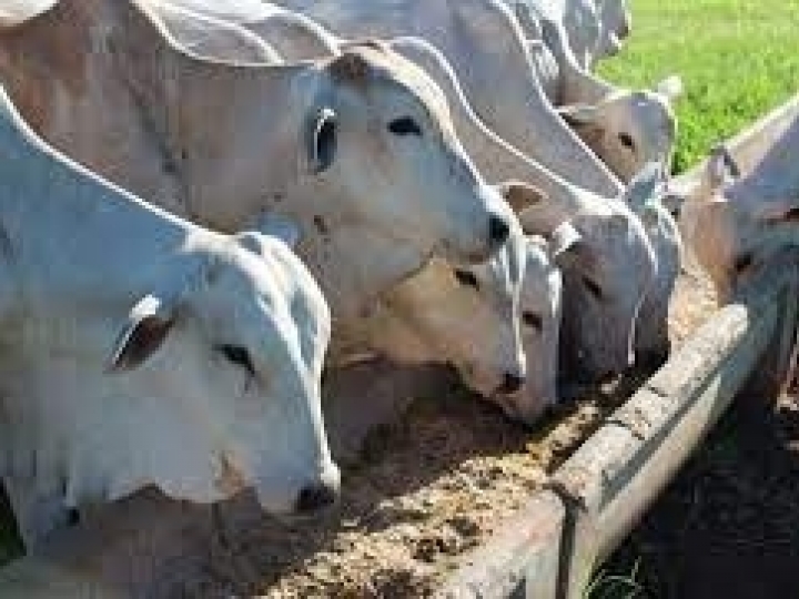 Suplementação de bovinos no período de águas reduz permanência no pasto e pode dobrar ganho de peso do rebanho