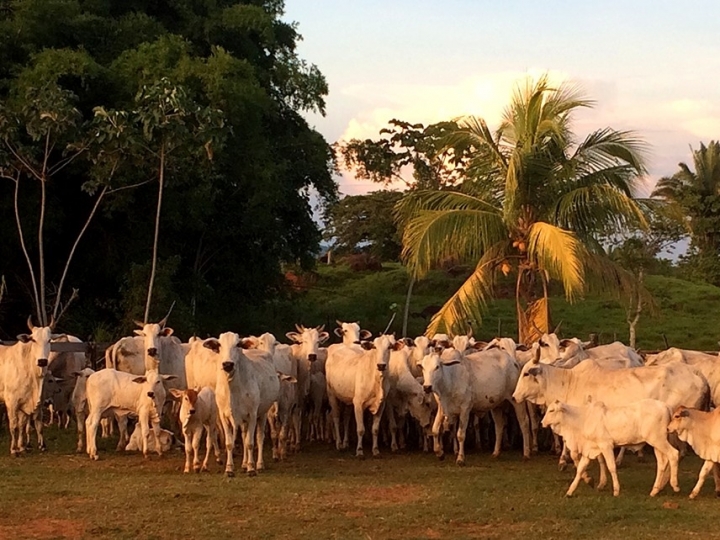 Pesquisa desenvolve método para estimar fertilidade em programas de inseminação artificial em tempo fixo 