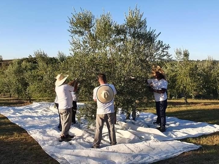 Azeite de oliva brasileiro: vem aí o frescor da safra 2022 