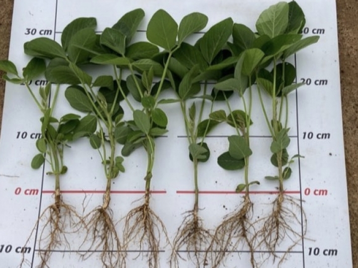 Fertilizantes multinutrientes elevam a produtividade de soja em mais de 5 sacas por hectare