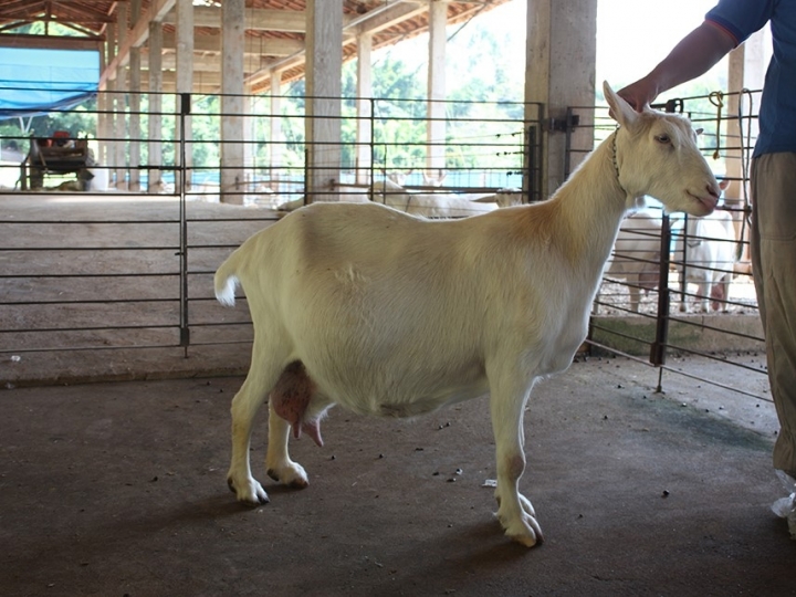 Pesquisadores desenvolvem protocolo para tratar pseudogestação em cabras e ovelhas 