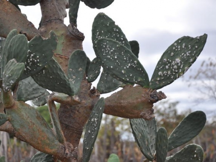 Novo inseticida para controle de cochonilhas da palma forrageira e algodoeiro será desenvolvido pela Embrapa e Insa