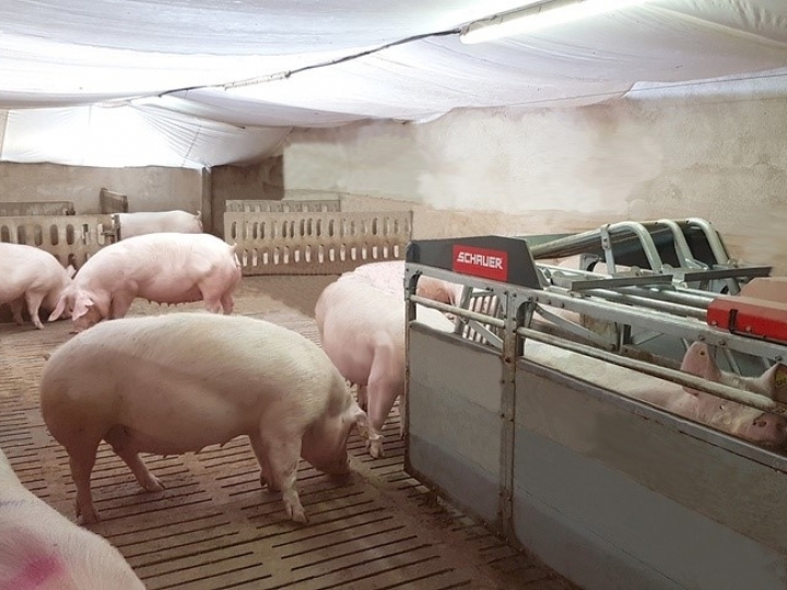 Conheça os benefícios da alimentação eletrônica para os suínos