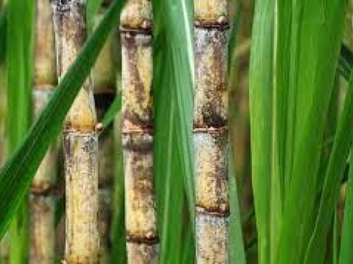 Ubyfol cria Conselhos de Cana e Grãos para apoiar desenvolvimento de novos produtos