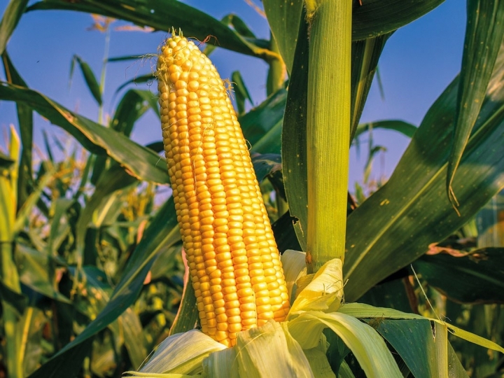 Milho tem queda geral nos preços e possível quebra na produção da soja