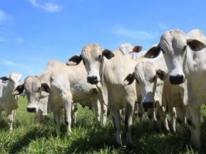 Impactos negativos no pós-desmame podem ser minimizados com uso correto de técnicas no manejo dos bezerros