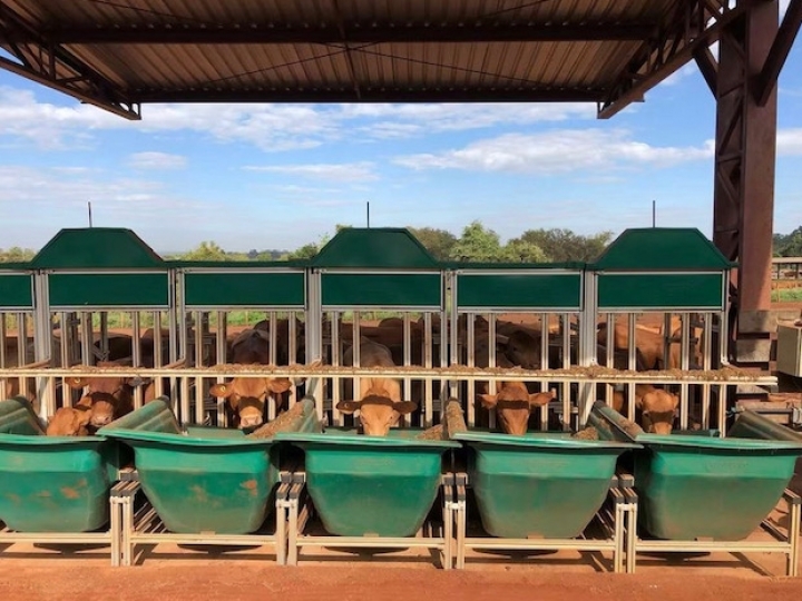 Pesquisa estuda o efeito do estresse térmico em bovinos de corte, fator limitante para produção de carne de alta qualidade 