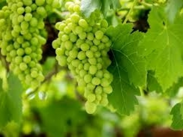 Barril por Barril Skin Contact: vinho laranja produzido a partir de uvas brancas que fermentam com suas cascas. Foto: Divulgação