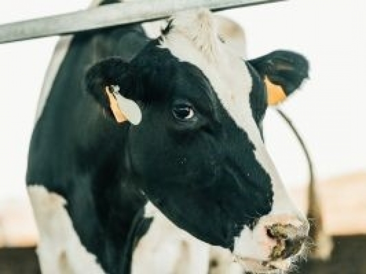 O úbere da vaca inchou? Pode ser um edema. Saiba o que fazer