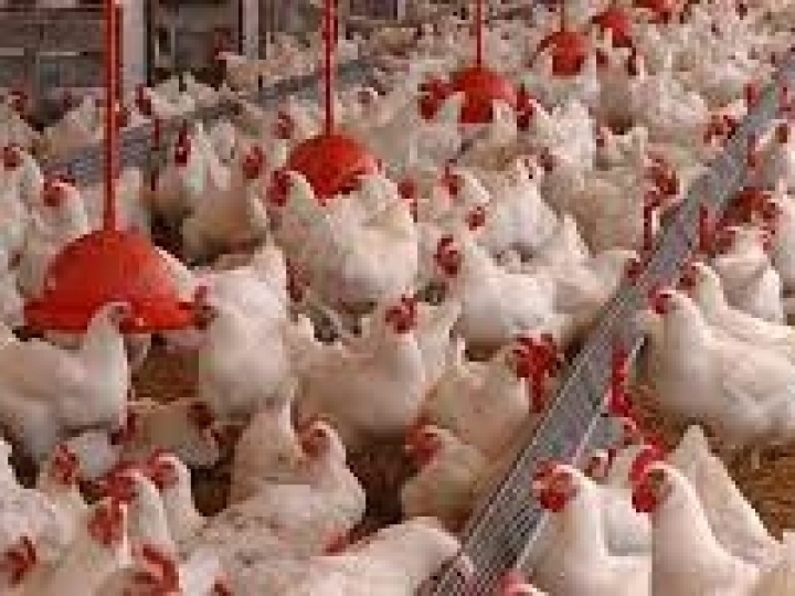 Exportações de genética avícola gera receita de US$ 12,7 milhões em janeiro