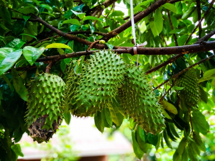 Capacitação traz instruções técnicas sobre o cultivo da graviola