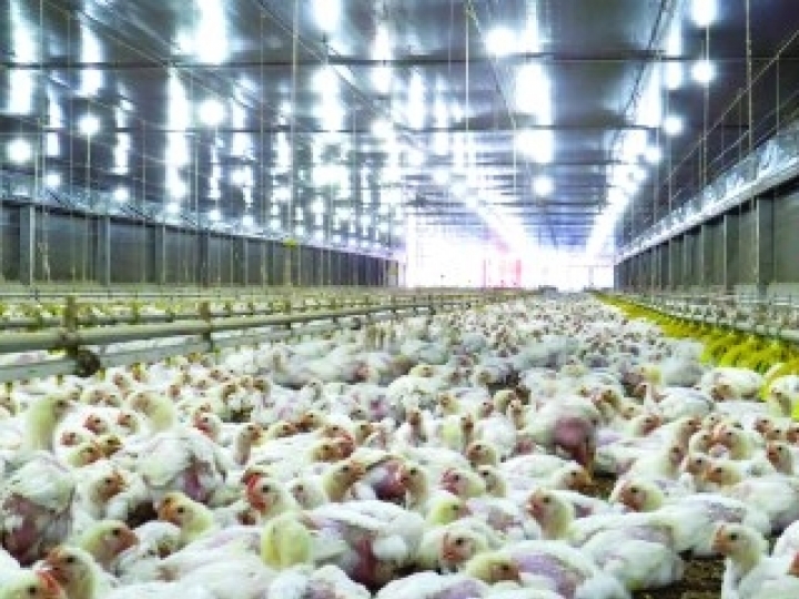 Produtores devem estar atentos à onda de calor extremo