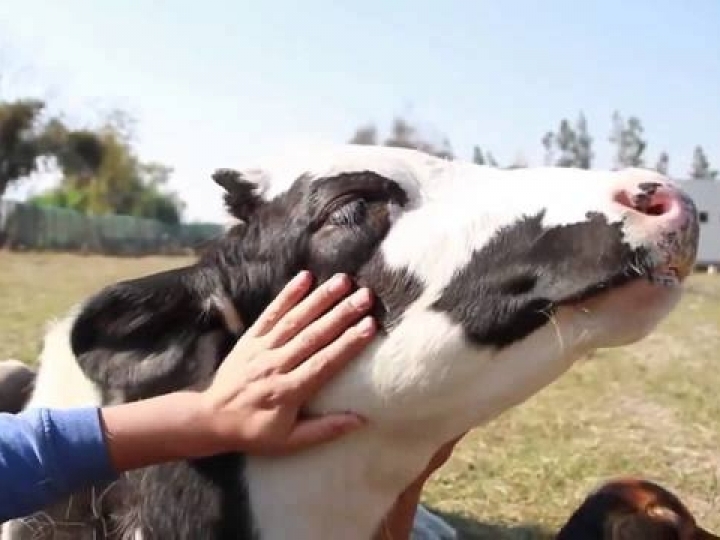 Instituto de Zootecnia comprova aumento da produtividade de vacas leiteiras que recebem carinho
