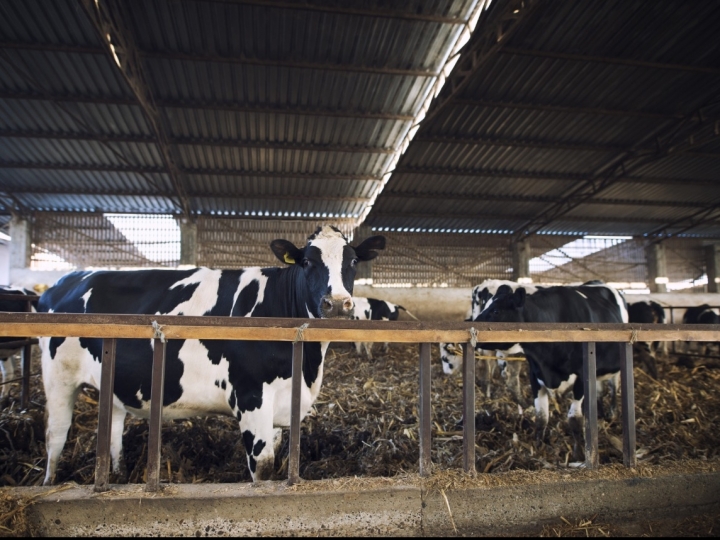 Como a tecnologia auxilia no controle da mastite?