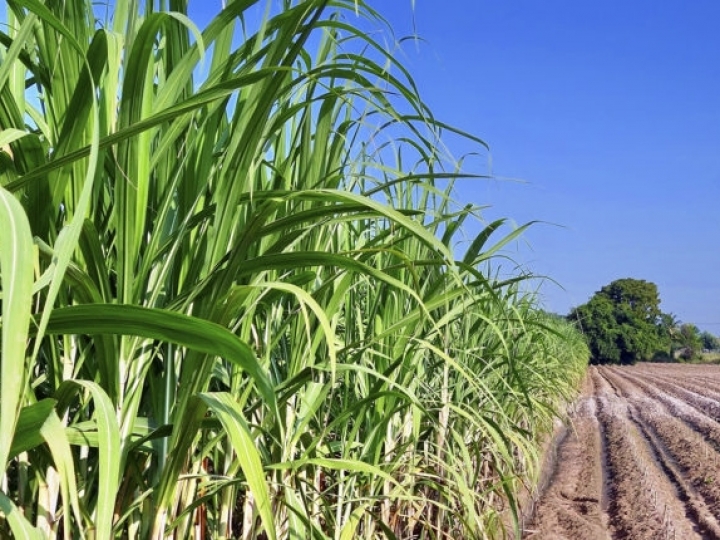Pesquisa descobre bactérias capazes de matar fungo causador de doença que reduz a produtividade da cana