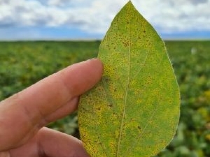 Cenário da ferrugem na safra 2021/22 foi de baixo impacto, mas produtor não pode descuidar