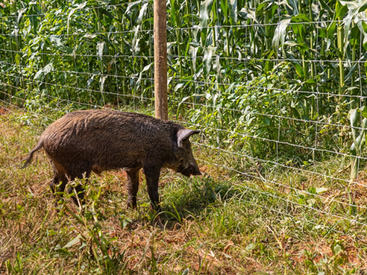 Belgo Bekaert leva à Tecnoshow Comigo 2022 novas tecnologias para proteção de propriedades contra javalis e demais animais silvestres