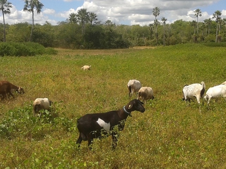 Técnica ajuda ovinocultores no manejo e seleção de pastos mais nutritivos
