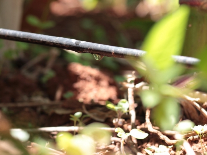 Dia Mundial da Conservação da Água: Irrigação tecnificada garante uso consciente da água e aumento de produtividade 