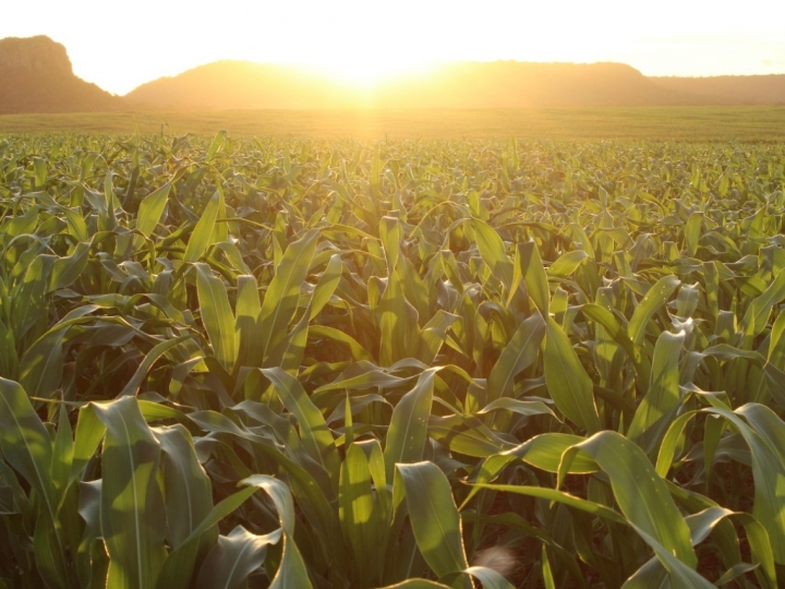 Como proteger a lavoura em momentos de estresse por altas temperaturas