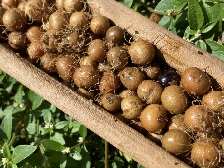 Pesquisa testará uso do caroço de açaí como fonte de energia renovável 