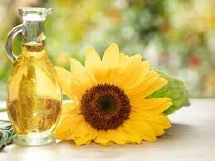 Exportação de Óleo de Girassol é parada devido à guerra entre Rússia e Ucrânia