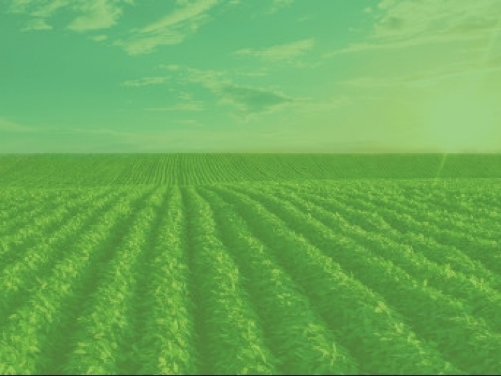 Ourofino Agrociência anuncia fungicida para cana-de-açúcar e café que oferece duplo mecanismo de ação