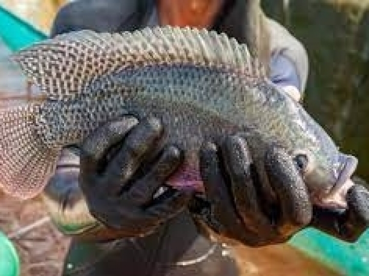 Testes da plataforma AquaPlus conquistam empresários do mercado aquícola