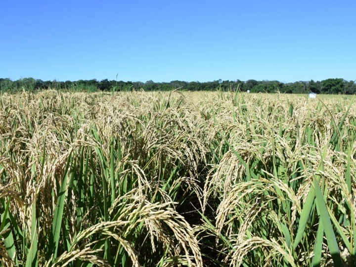 Arroz de terras altas é usado para diversificar produção de grãos no Cerrado