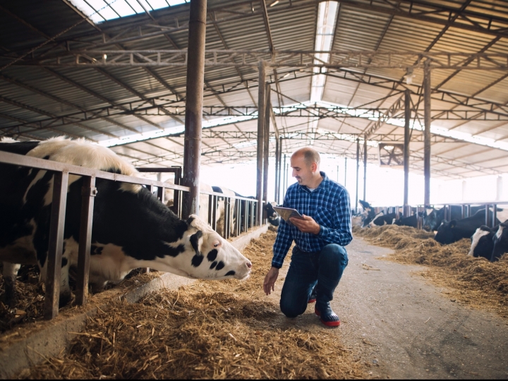 A importância da gestão de dados na pecuária leiteira