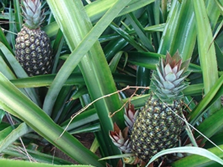 Novo método detecta vírus do abacaxizeiro com mais rapidez e economia