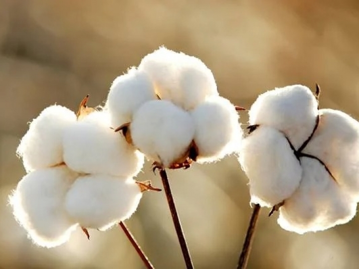 Nutrição vegetal apoia produtor de algodão para alcançar maior rentabilidade no período de safrinha