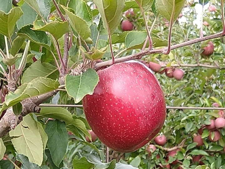 Pesquisadores brasileiros desenvolvem maçã gala 100% vermelha