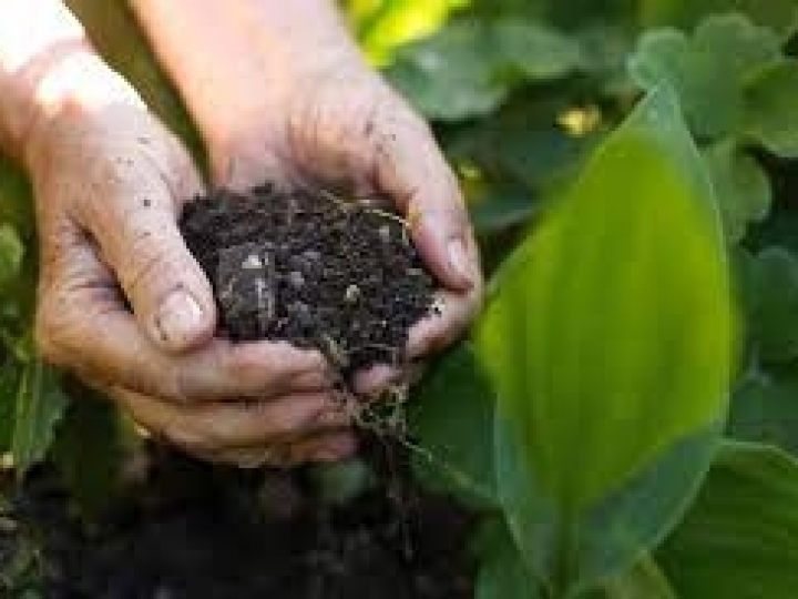 Fertilizantes orgânicos podem substituir em média 50% os insumos minerais