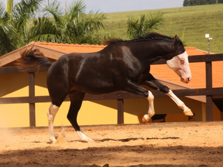 Pelagens de cavalos e suas inúmeras variações